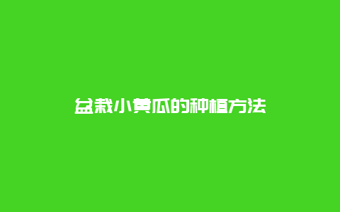 盆栽小黄瓜的种植方法