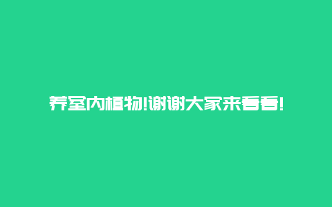 养室内植物!谢谢大家来看看!