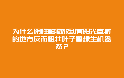 为什么阴性植物放到有阳光直射的地方反而粗壮叶子碧绿生机盎然？