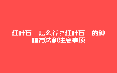 红叶石楠怎么养？红叶石楠的种植方法和注意事项