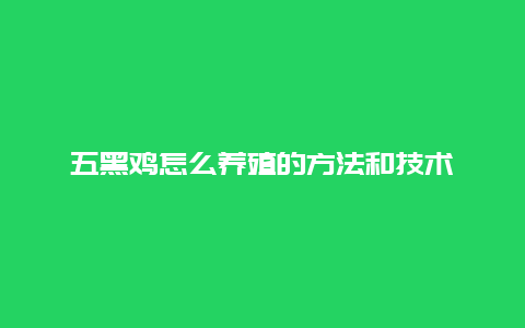 五黑鸡怎么养殖的方法和技术