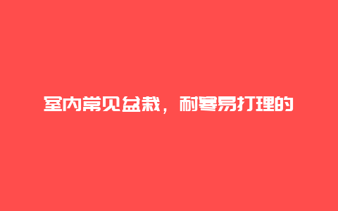 室内常见盆栽，耐寒易打理的