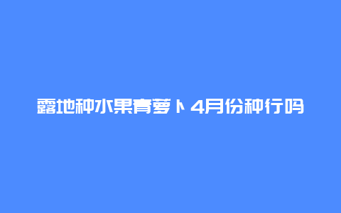 露地种水果青萝卜4月份种行吗