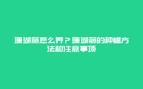 珊瑚藤怎么养？珊瑚藤的种植方法和注意事项