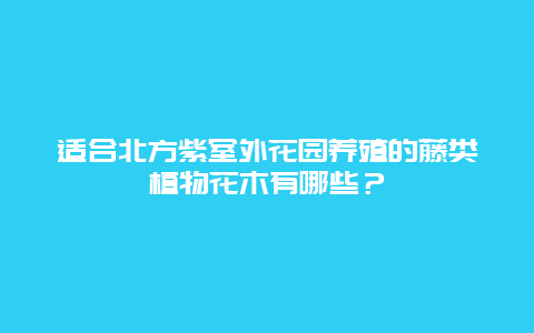 适合北方紫室外花园养殖的藤类植物花木有哪些？