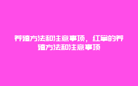 养殖方法和注意事项，红掌的养殖方法和注意事项