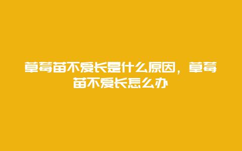 草莓苗不爱长是什么原因，草莓苗不爱长怎么办