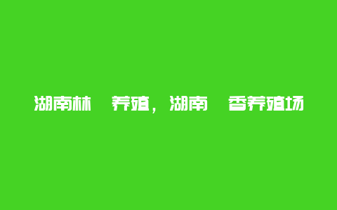 湖南林麝养殖，湖南麝香养殖场