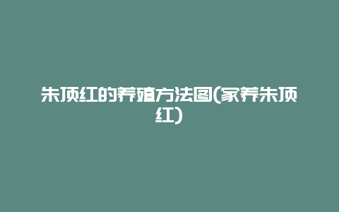 朱顶红的养殖方法图(家养朱顶红)