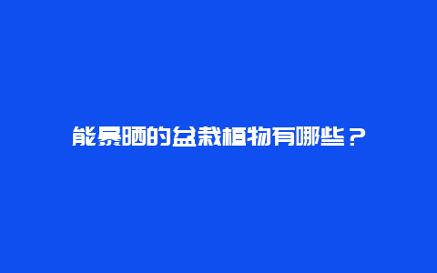 能暴晒的盆栽植物有哪些？