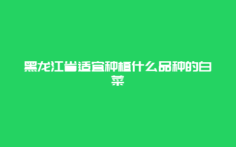 黑龙江省适宜种植什么品种的白菜