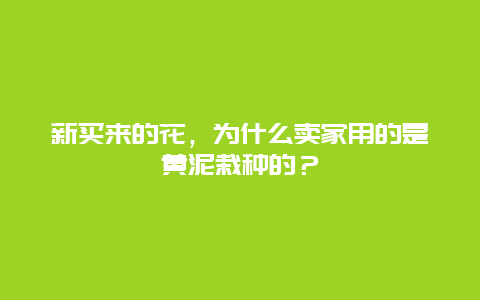 新买来的花，为什么卖家用的是黄泥栽种的？