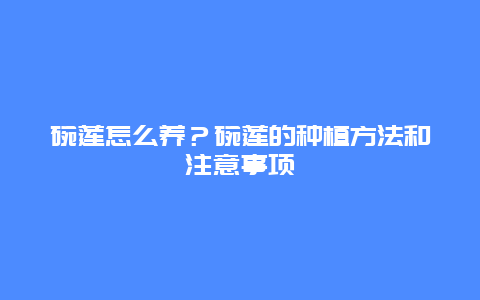 碗莲怎么养？碗莲的种植方法和注意事项