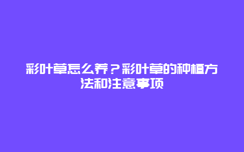 彩叶草怎么养？彩叶草的种植方法和注意事项