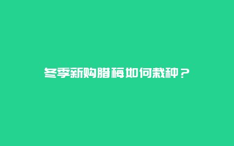 冬季新购腊梅如何栽种？