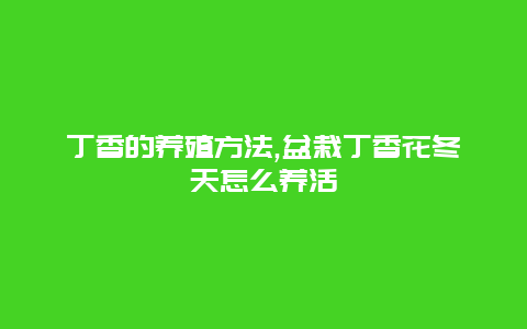 丁香的养殖方法,盆栽丁香花冬天怎么养活