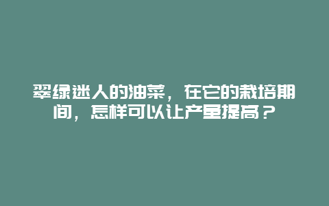 翠绿迷人的油菜，在它的栽培期间，怎样可以让产量提高？