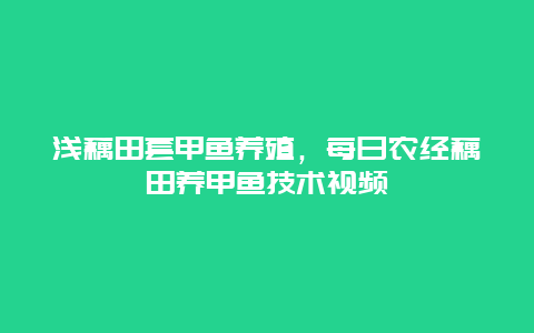 浅藕田套甲鱼养殖，每日农经藕田养甲鱼技术视频