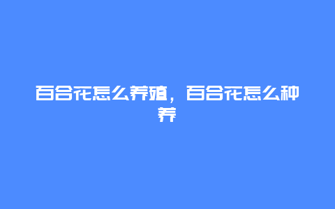 百合花怎么养殖，百合花怎么种养