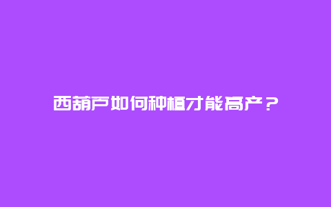 西葫芦如何种植才能高产？