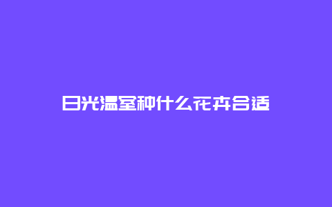 日光温室种什么花卉合适