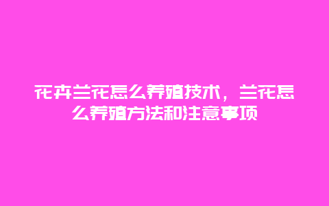 花卉兰花怎么养殖技术，兰花怎么养殖方法和注意事项