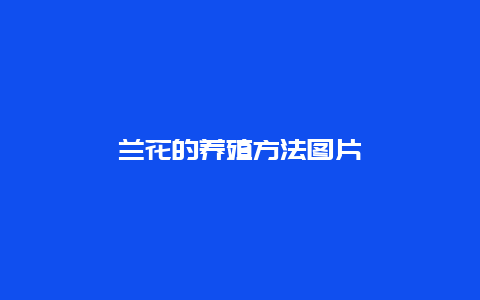 兰花的养殖方法图片