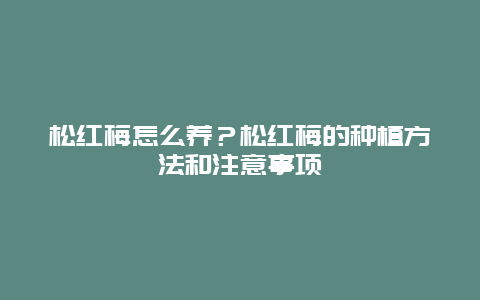 松红梅怎么养？松红梅的种植方法和注意事项