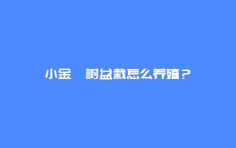 小金桔树盆栽怎么养殖？