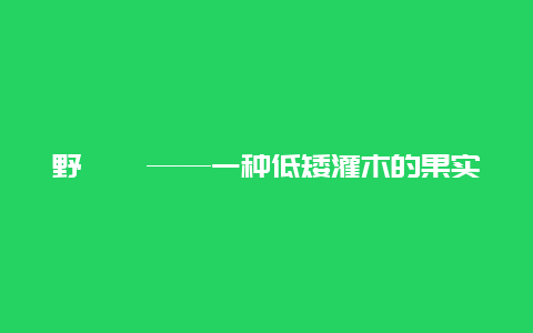 野耨藜——一种低矮灌木的果实