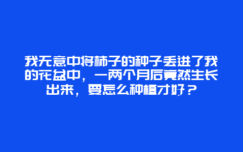 我无意中将柿子的种子丢进了我的花盆中，一两个月后竟然生长出来，要怎么种植才好？