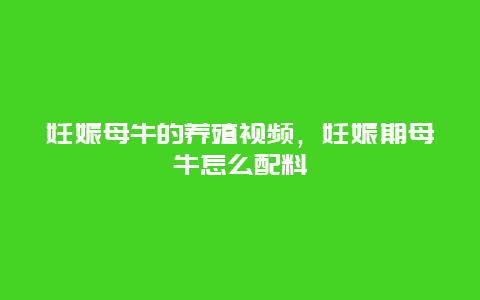 妊娠母牛的养殖视频，妊娠期母牛怎么配料