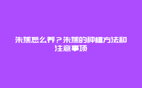 朱蕉怎么养？朱蕉的种植方法和注意事项