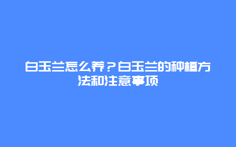 白玉兰怎么养？白玉兰的种植方法和注意事项