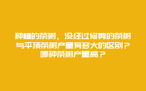 种植的茶树，没经过修剪的茶树与平顶茶树产量有多大的区别？哪种茶树产量高？