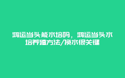 鸿运当头能水培吗，鸿运当头水培养殖方法/换水很关键