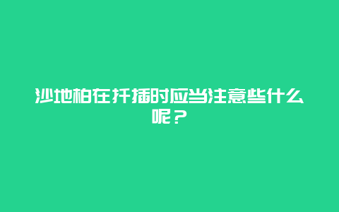 沙地柏在扦插时应当注意些什么呢？