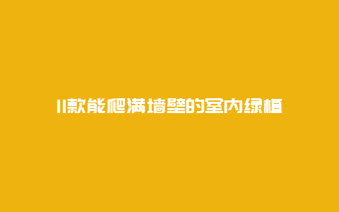 11款能爬满墙壁的室内绿植