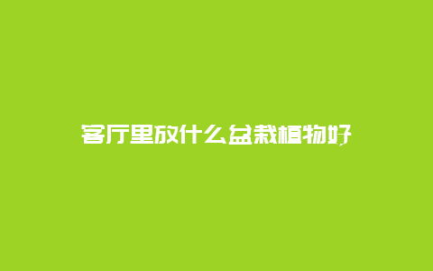 客厅里放什么盆栽植物好