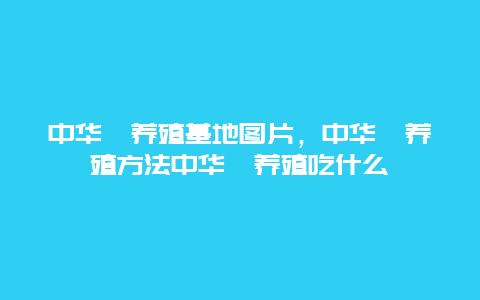 中华鲟养殖基地图片，中华鲟养殖方法中华鲟养殖吃什么