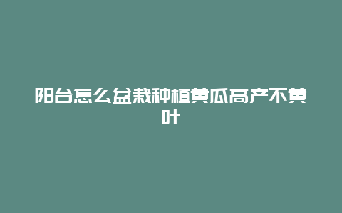 阳台怎么盆栽种植黄瓜高产不黄叶