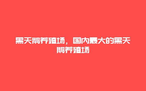 黑天鹅养殖场，国内最大的黑天鹅养殖场