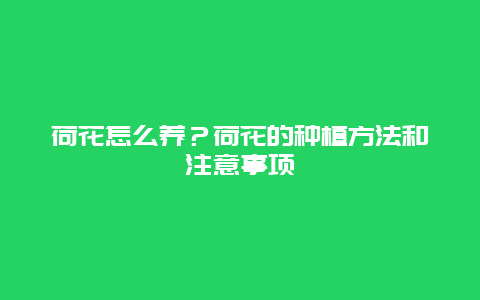 荷花怎么养？荷花的种植方法和注意事项