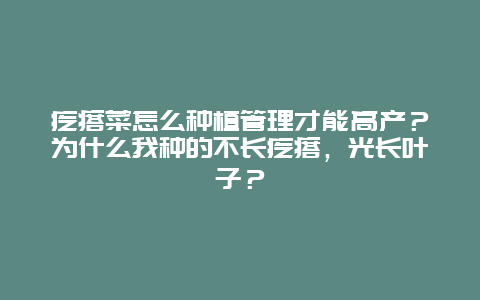 疙瘩菜怎么种植管理才能高产？为什么我种的不长疙瘩，光长叶子？