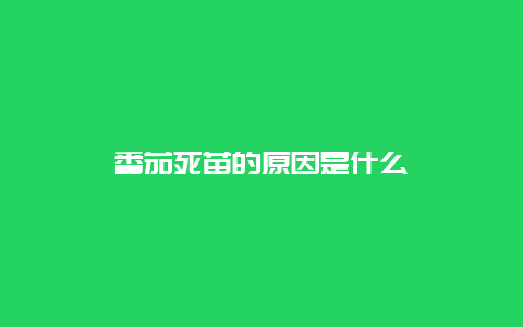 番茄死苗的原因是什么