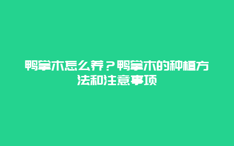 鸭掌木怎么养？鸭掌木的种植方法和注意事项