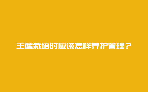 王莲栽培时应该怎样养护管理？