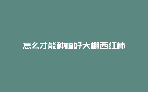 怎么才能种植好大棚西红柿