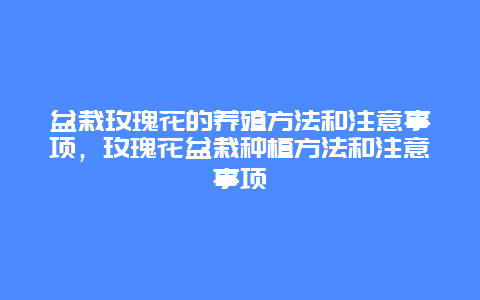 盆栽玫瑰花的养殖方法和注意事项，玫瑰花盆栽种植方法和注意事项