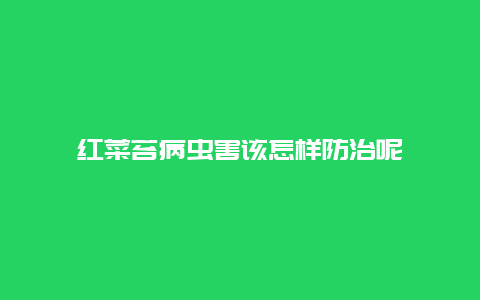 红菜苔病虫害该怎样防治呢